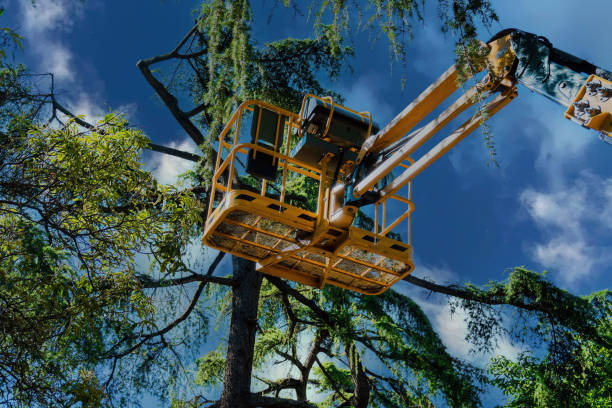 Best Tree Pruning Services  in Orofino, ID